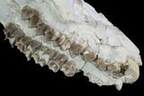 Oreodont (Merycoidodon) Partial Skull - Wyoming #95058-6